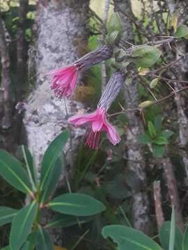 Image of Barnadesia arborea Kunth