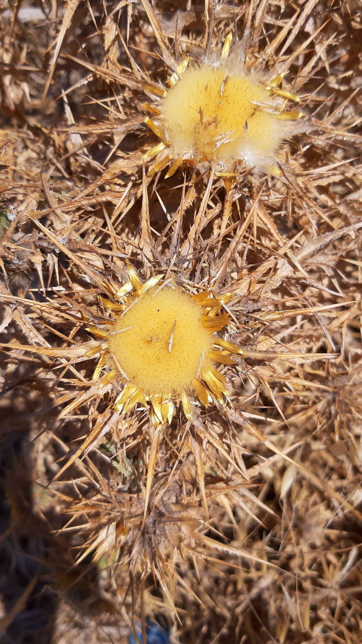 Imagem de Carlina libanotica Boiss.