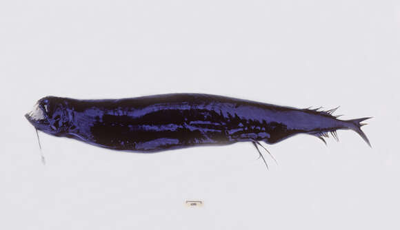 Image of Melanostomias margaritifer Regan & Trewavas 1930