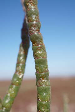 Image of Salicornia borysthenica N. N. Tzvelev