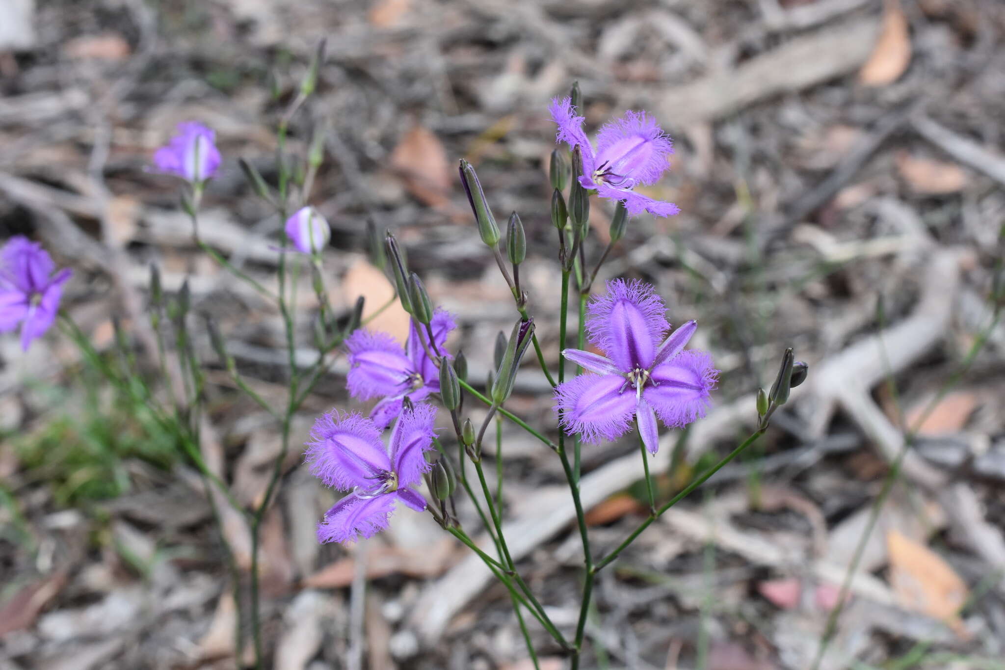 Image of Thysanotus tuberosus subsp. tuberosus