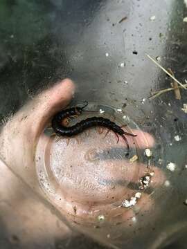 Image of Scolopendra hermosa Chamberlin 1941