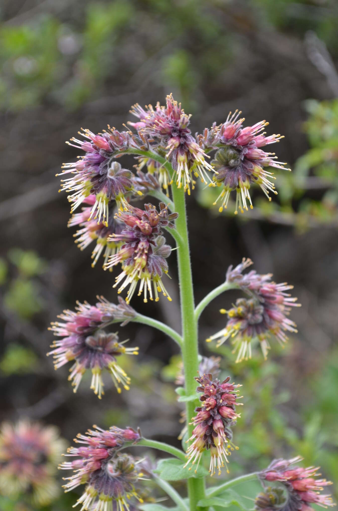 Image of Cynoglossum circinnatum (Ledeb.) Greuter & Burdet