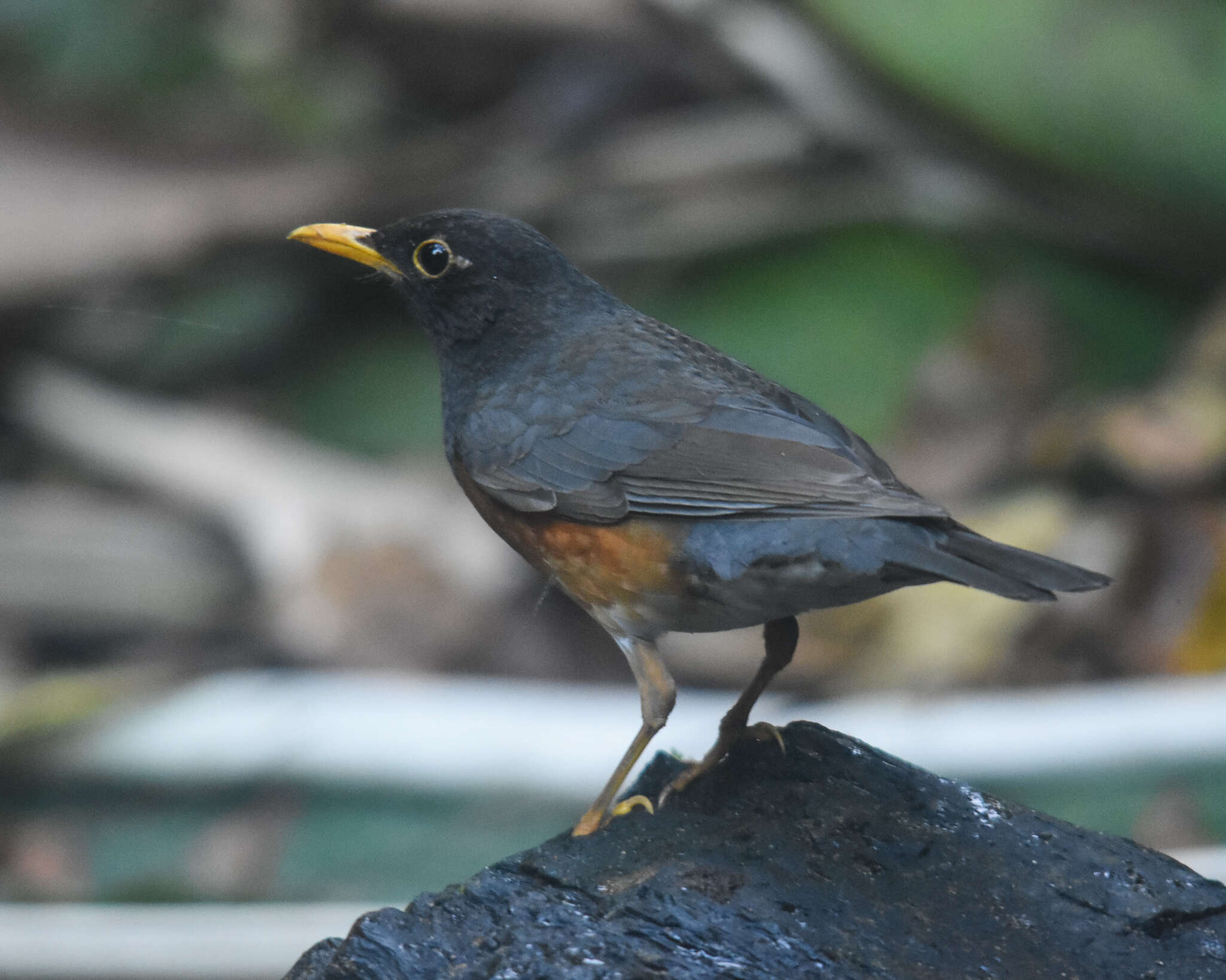 Image of Black-breasted Thrush