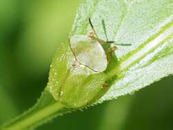 Image of Cassida (Odontionycha) viridis Linnaeus 1758