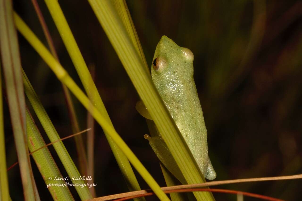 Image of Hyperolius inyangae Channing ex Channing, Hillers, Lötters, Rödel, Schick, Conradie, Rödder & Mercurio et al. 2013