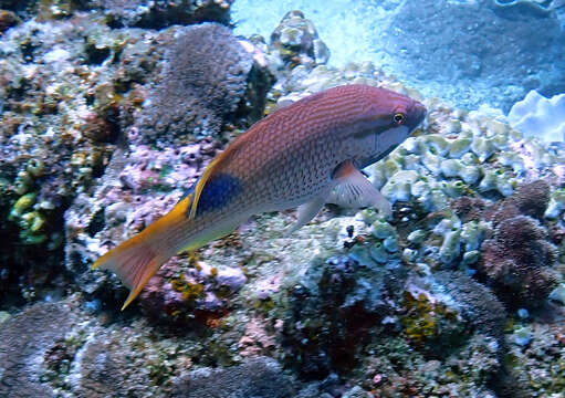 Image of Blackspot wrasse