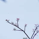 Image of Bursera ovalifolia (Schltdl.) Engl.