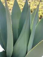 Agave cundinamarcensis A. Berger resmi