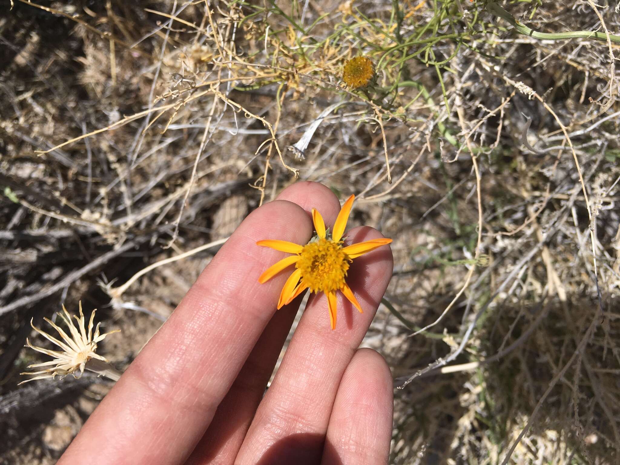 Image of Cooper's dogweed