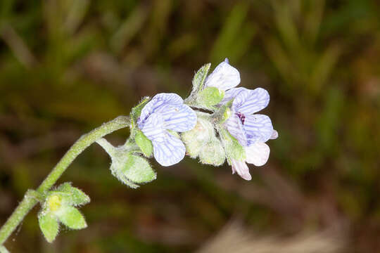 Image of blue hound's tongue