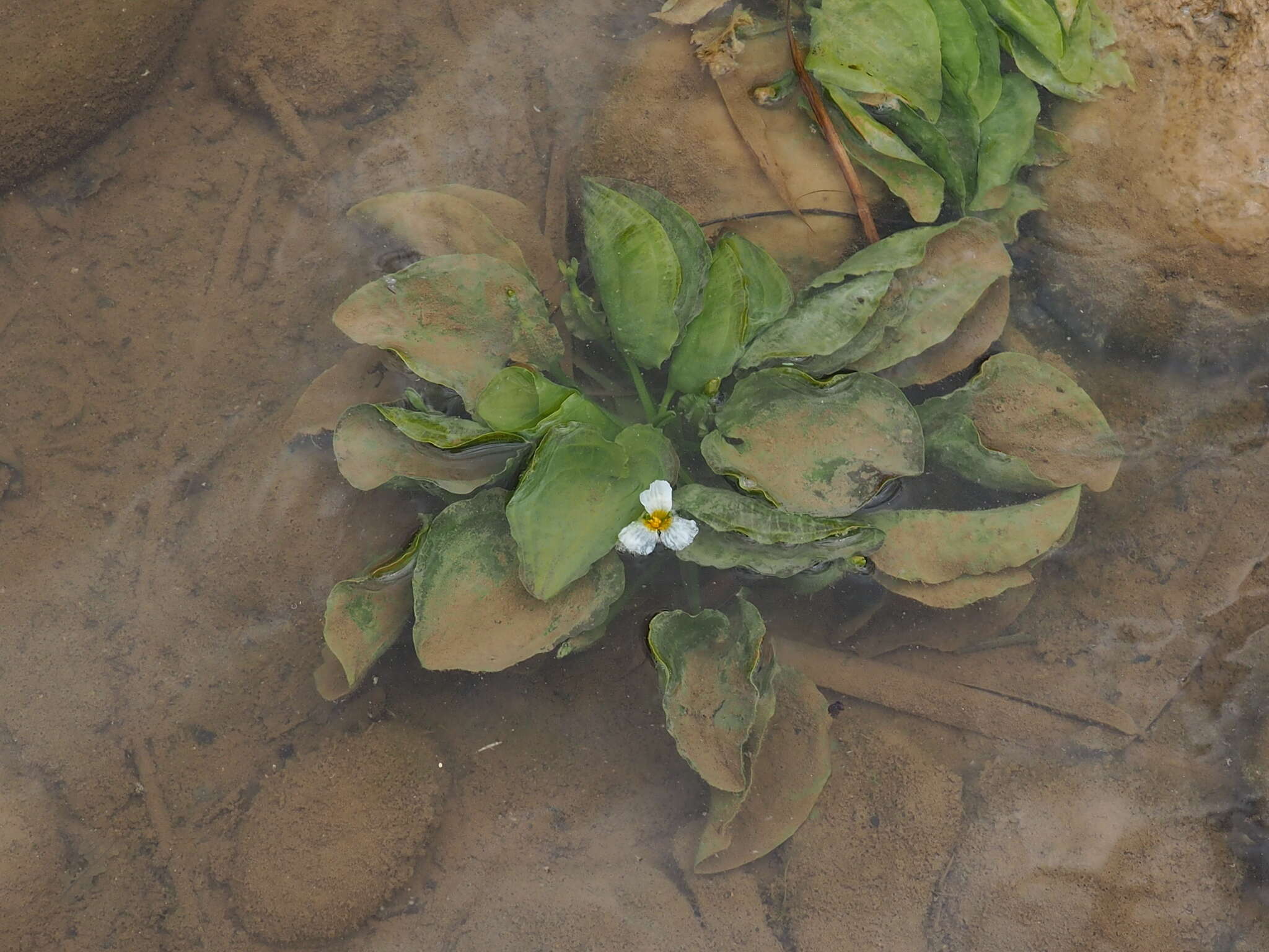 Image of Duck-Lettuce