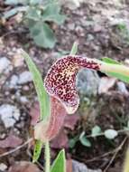 Image of Aristolochia pringlei Rose