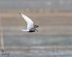 Image of Black-bellied Tern