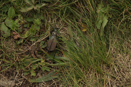 Carabus (Tribax) starcki (Heyden 1885) resmi