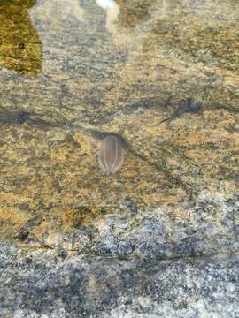 Image of Sea gooseberry