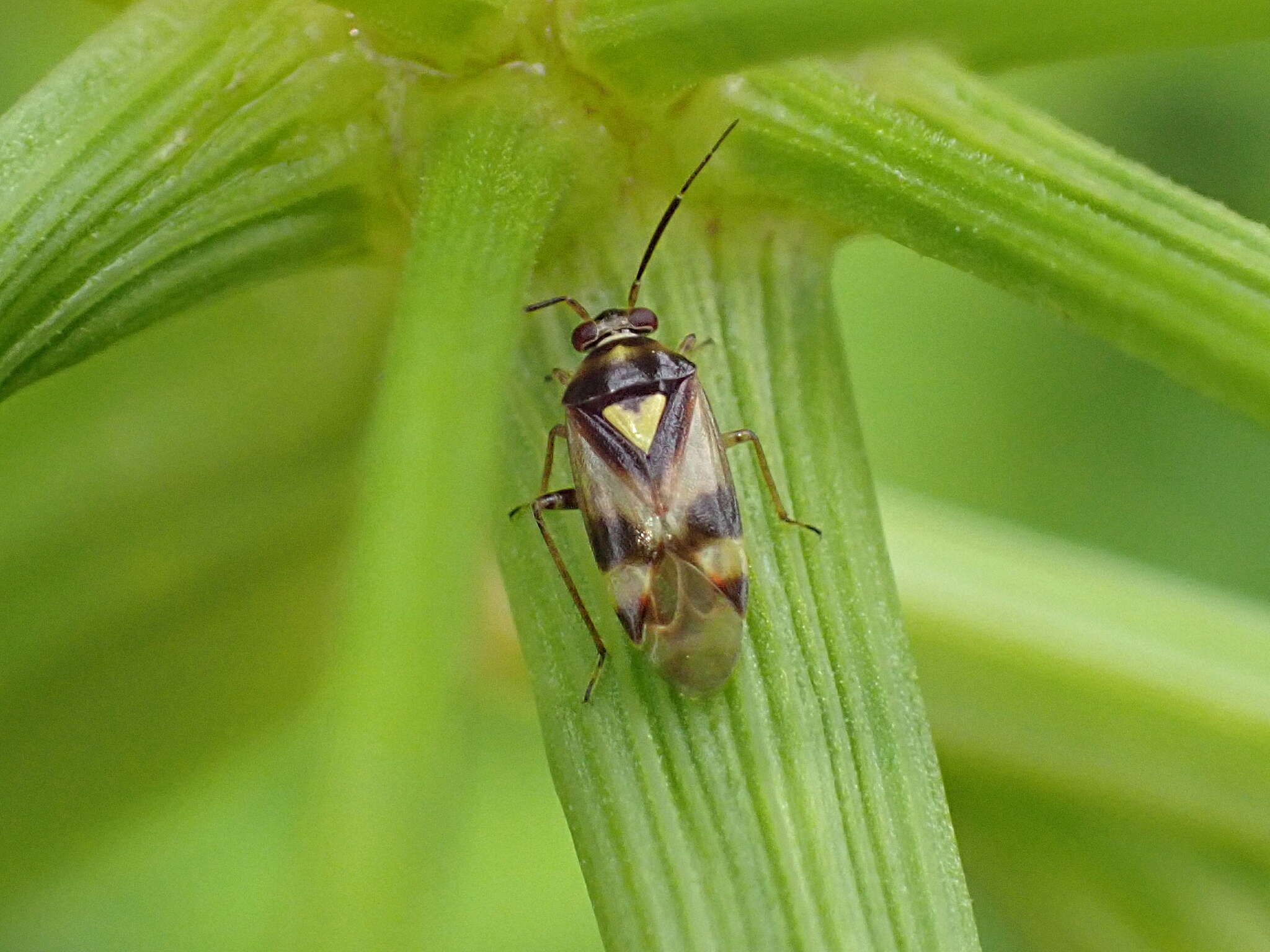 Image of Orthops kalmii (Linnaeus 1758)