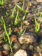 Image of Rock Quillwort