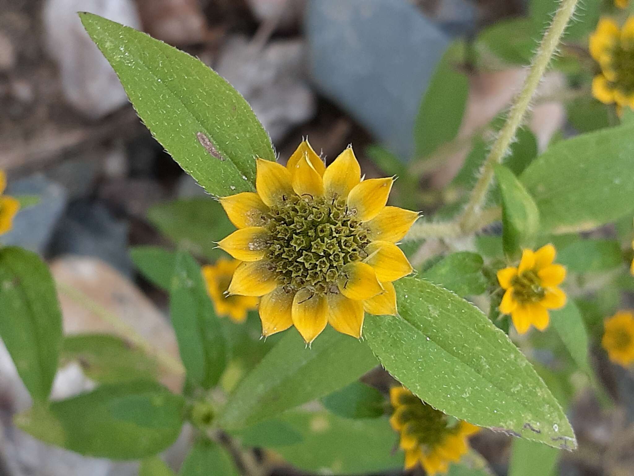 Imagem de Sanvitalia versicolor Griseb.