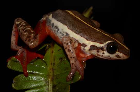 Image of Angolan Reed Frog