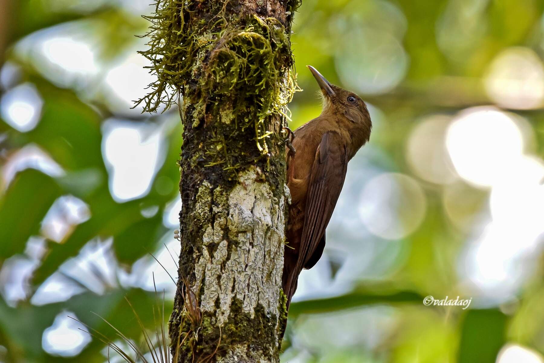 Image of Plain-winged Woodcreeper