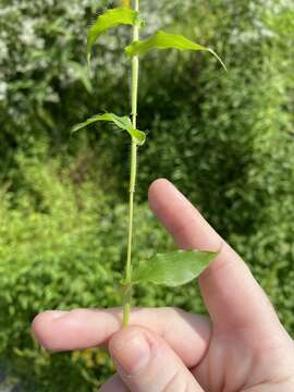 Image of carpgrass