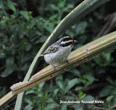 Tricholaema diademata (Heuglin 1861)的圖片