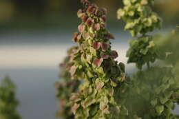 Imagem de Rumex pseudonatronatus (Borb.) Borb. ex Murb.