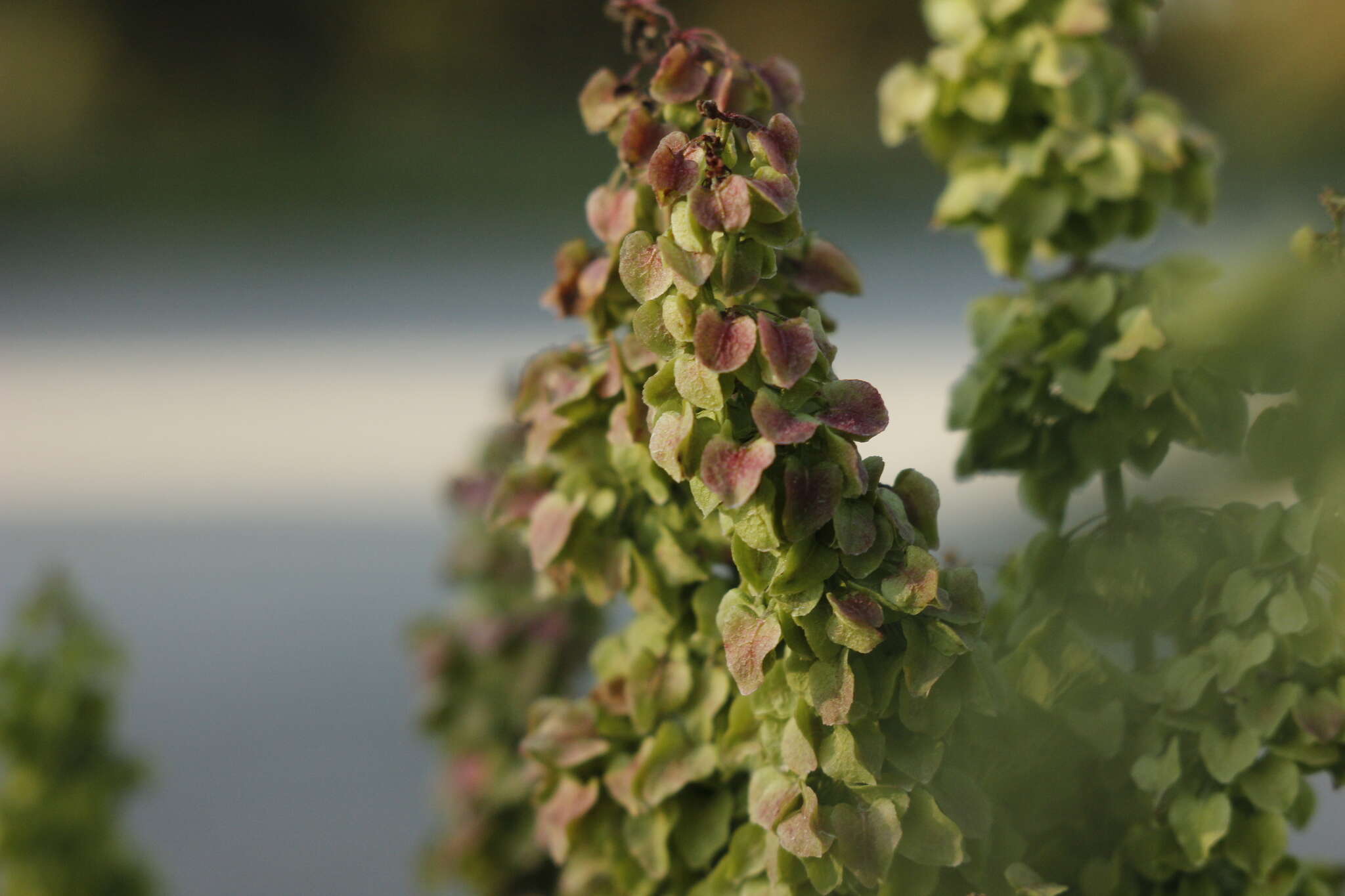 Imagem de Rumex pseudonatronatus (Borb.) Borb. ex Murb.