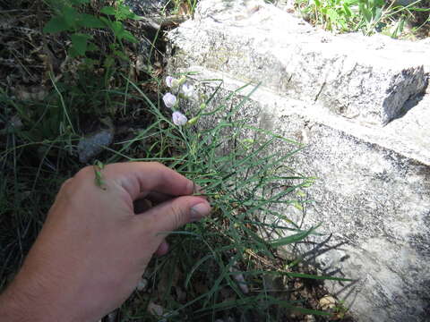 Image of Common Sweet Pea