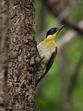 Image of Black-headed Woodpecker