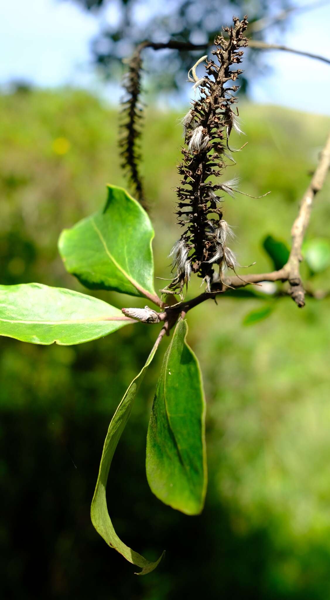 Image of Faurea galpinii Phillips