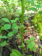 Image of Alaska Rein Orchid