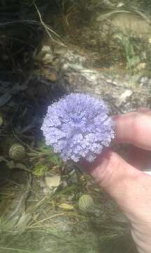 Image of Trachymene coerulea R. Grah.