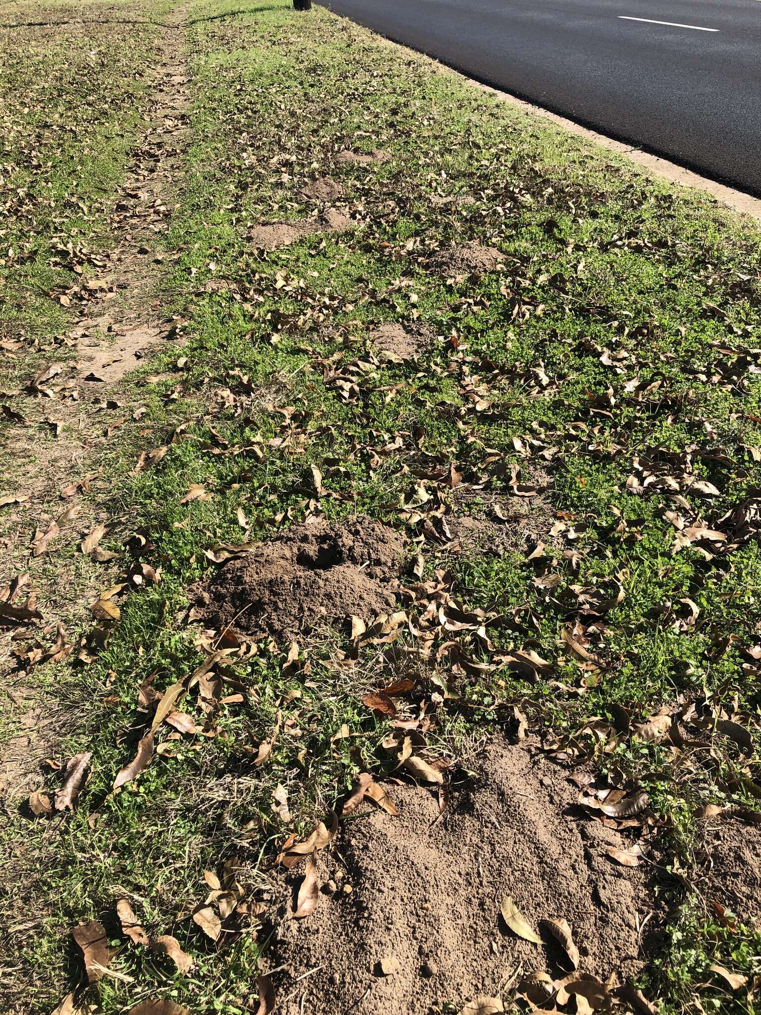 Image of Baird's Pocket Gopher