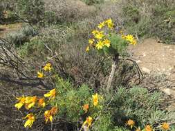 Image de Coreopsis gigantea (Kellogg) Hall