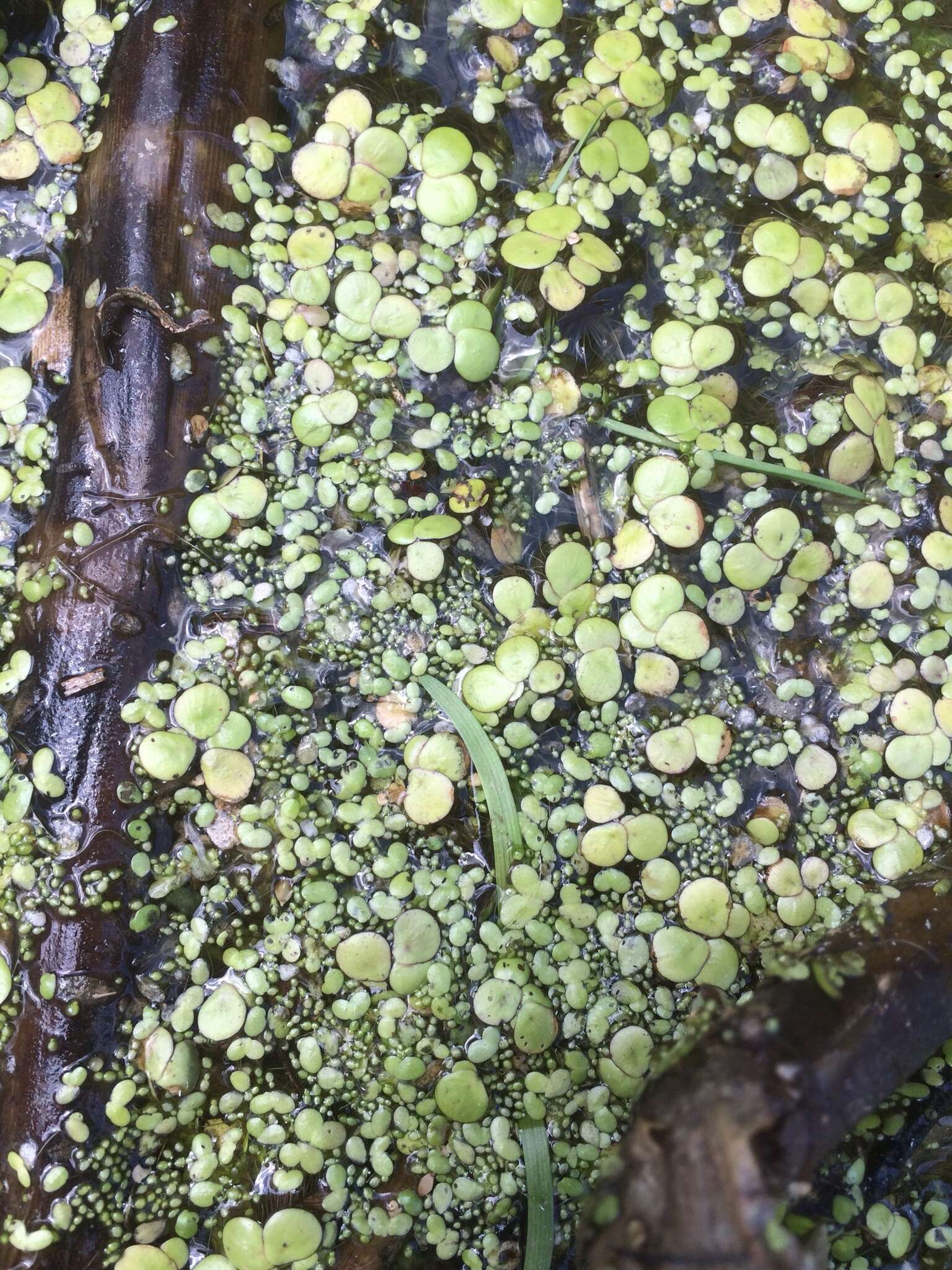 Image of Rootless Duckweed