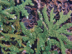 Image of Branch Coral