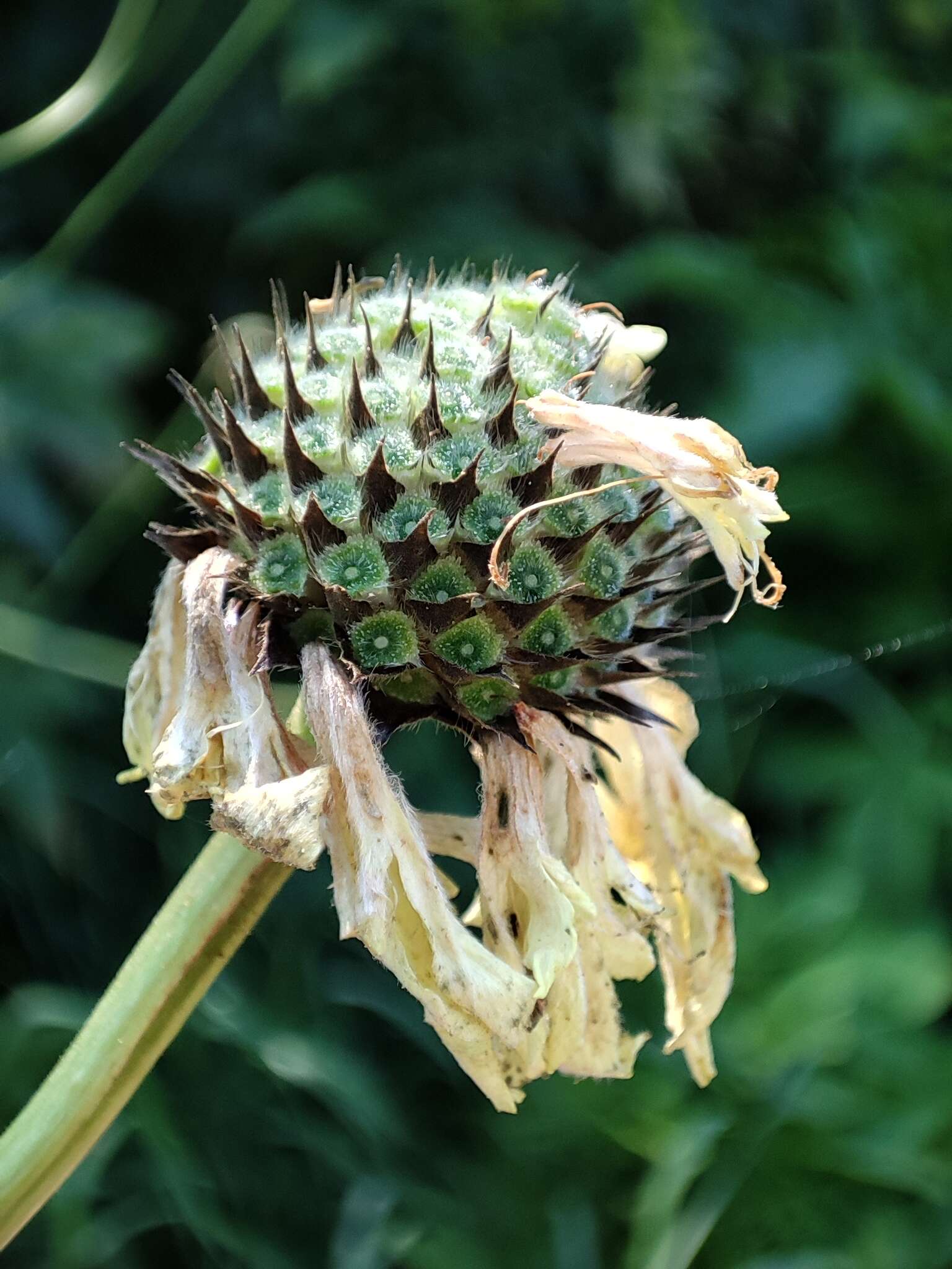 Image of Cephalaria litvinovii Bobrov