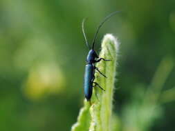 Sivun Agapanthiola leucaspis (Steven 1817) kuva