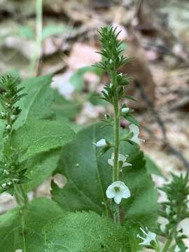 Image of Veronica officinalis var. officinalis