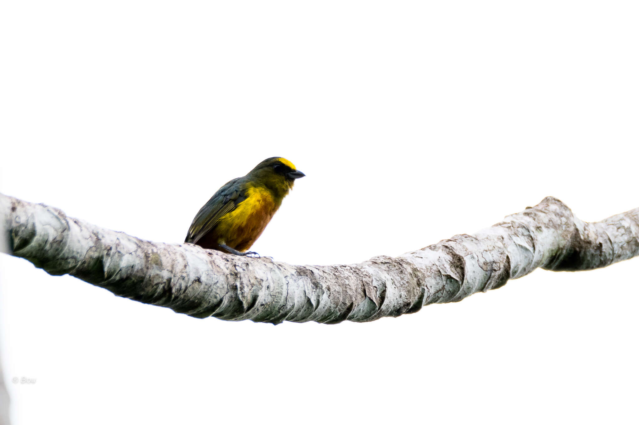 Image of Olive-backed Euphonia