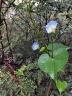 Plancia ëd Ipomoea cardiophylla A. Gray