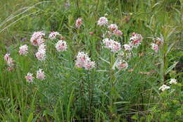 صورة Diarthron altaicum (Thieb.) Kit Tan