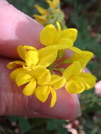 صورة Coronilla coronata L.