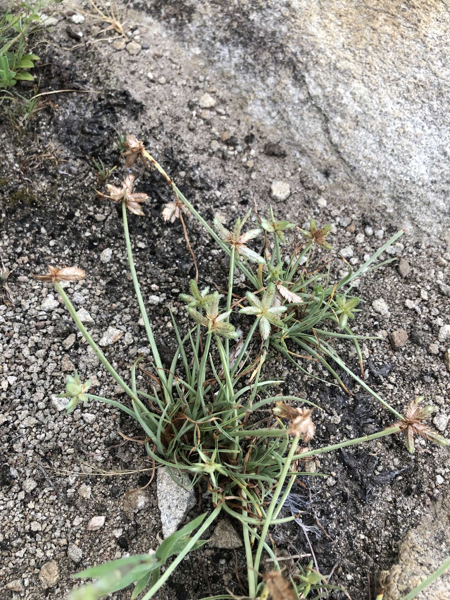 Image of Cyperus rubicundus Vahl