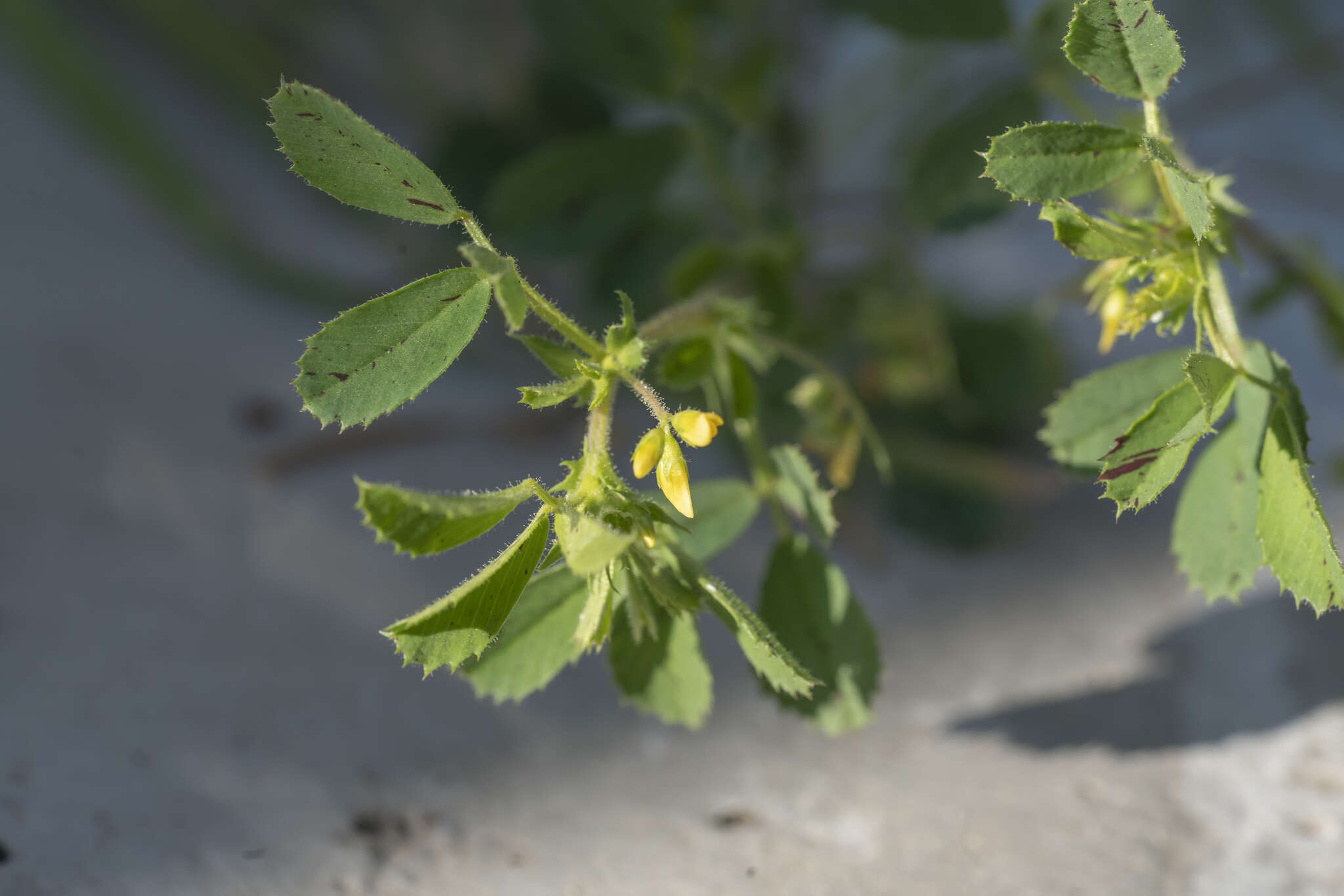 Image of wrinkled medick