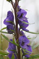 Слика од Aconitum napellus L.