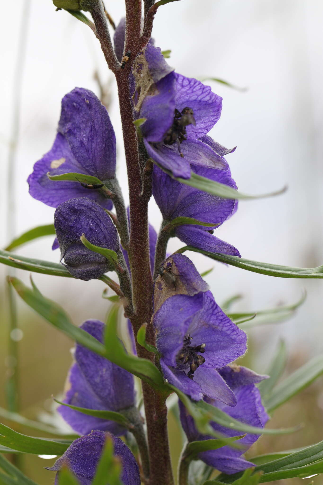 Слика од Aconitum napellus L.