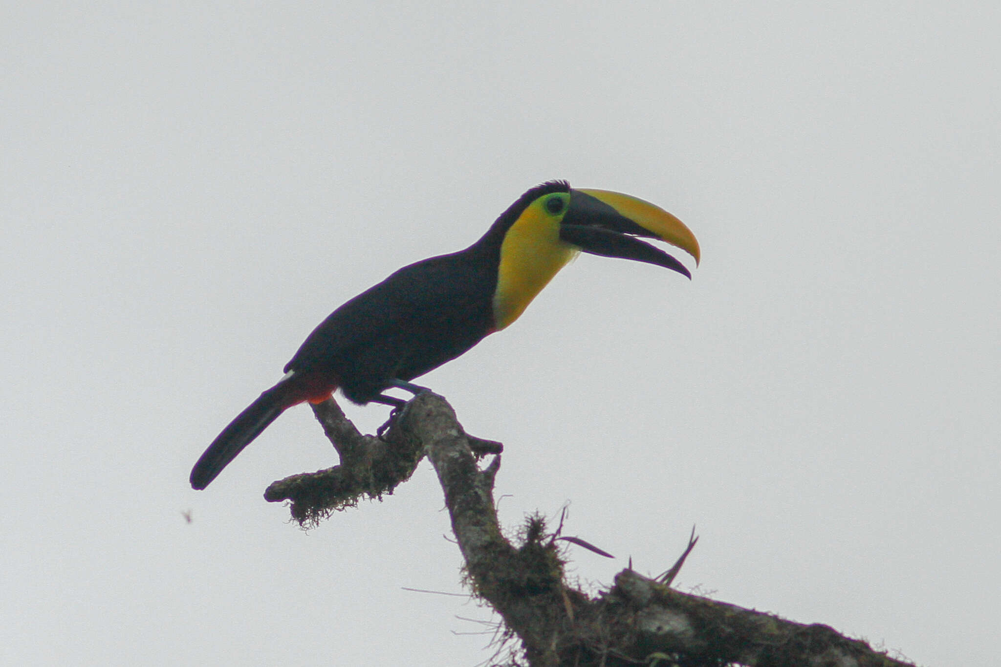 Image of Choco Toucan